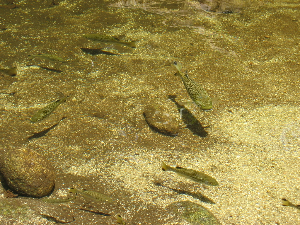 224 Mossman Gorge.jpg